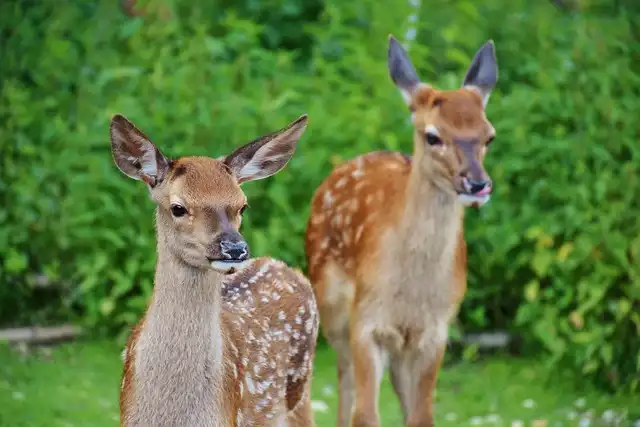 What Is Fawn Response? Fight, Flight, Freeze, And Fawn